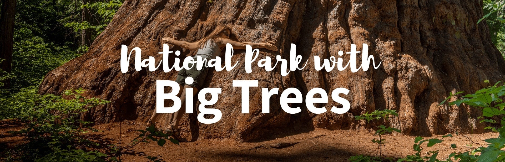 National park with big trees featured image
