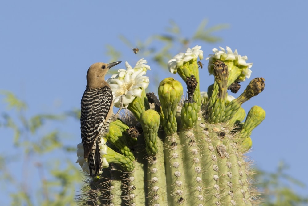 Gila woodpecker