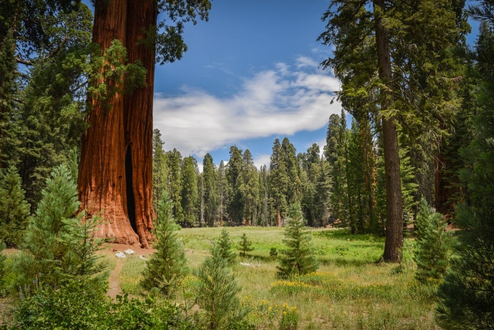 Giant Sequoia Trees