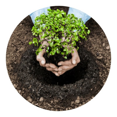 Planting a tree icon