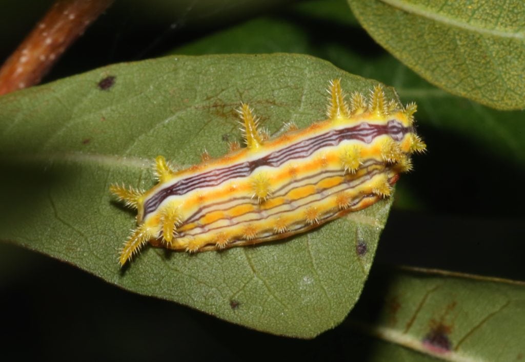 Poisonous Stinging Rose Caterpillar (Parasa indetermina)
