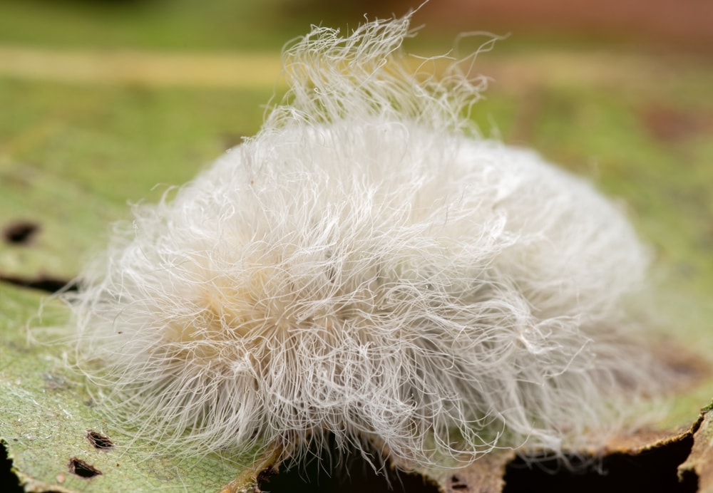 Poisonous White Flannel Moth Caterpillar (Norape ovina)