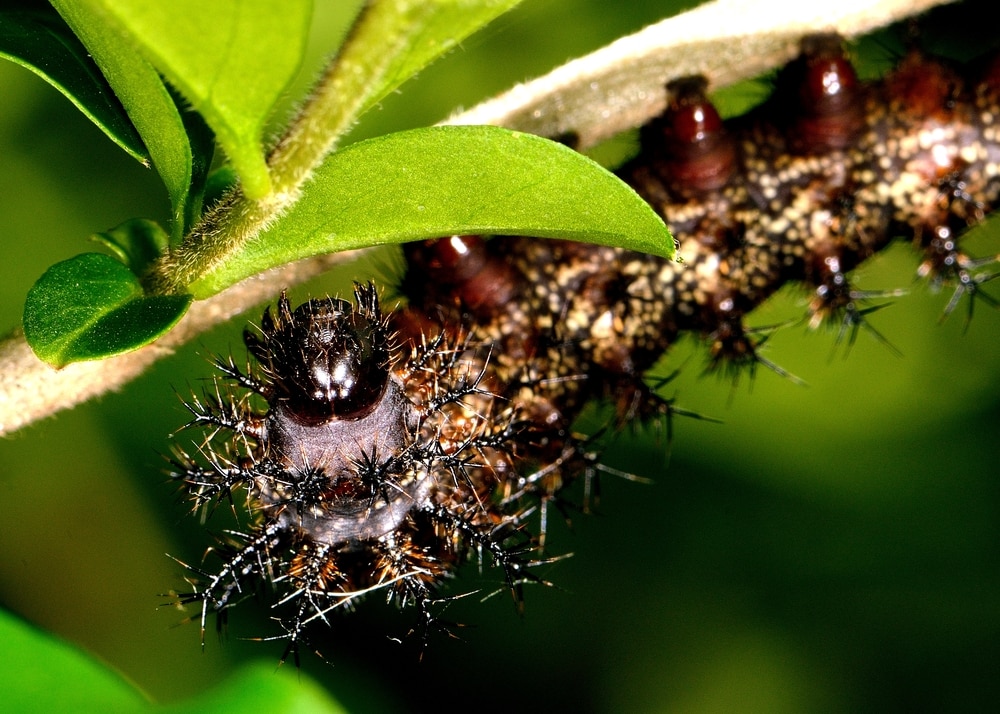 Poisonous Buck Moth Caterpillar (Hemileuca maia)