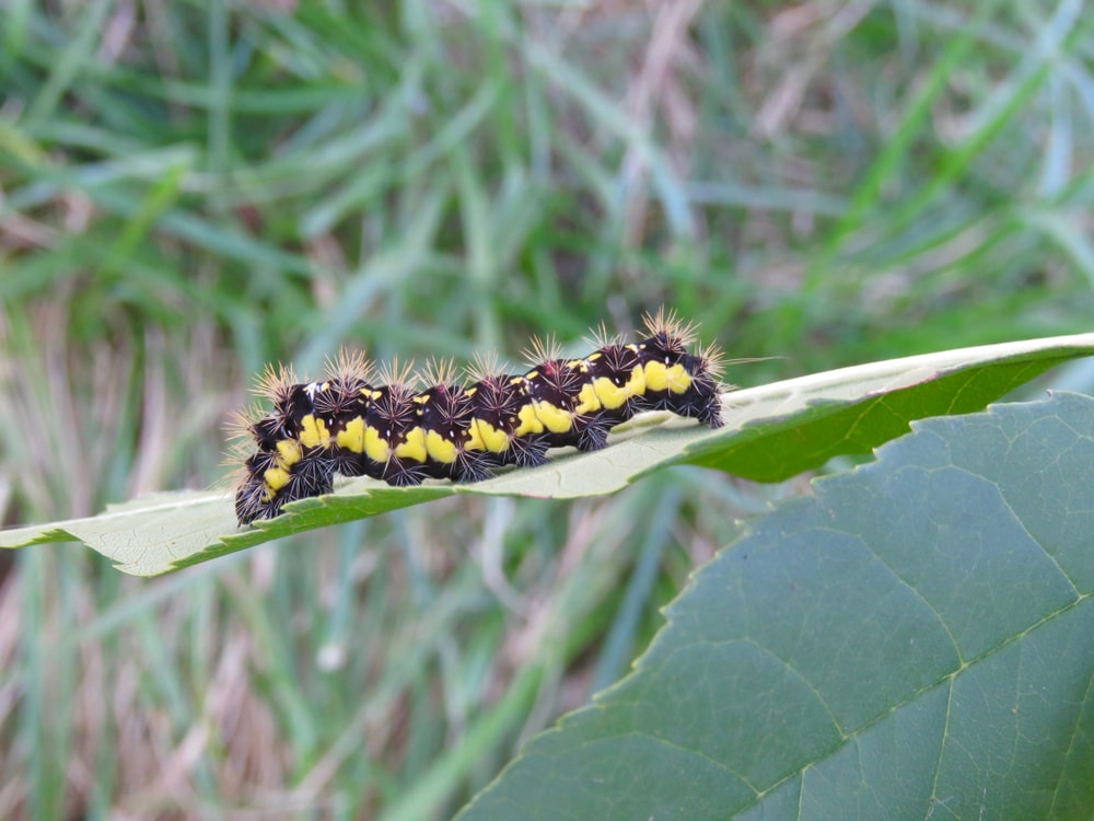 Poisonous Smeared Dagger Moth Caterpillar (Acronicta oblinita)