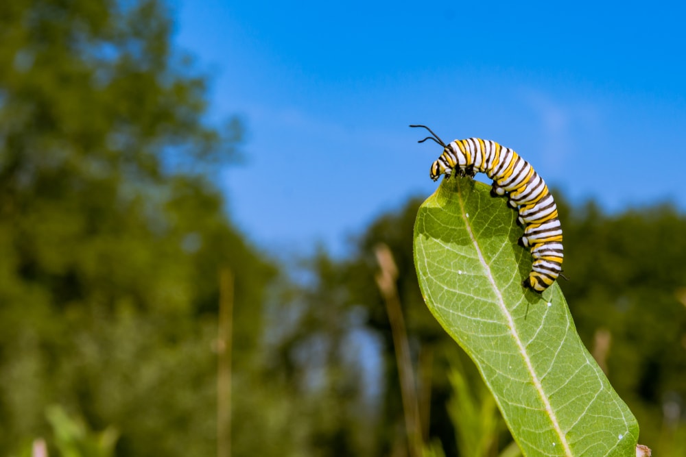 black and orange caterpillar on top of a leaf