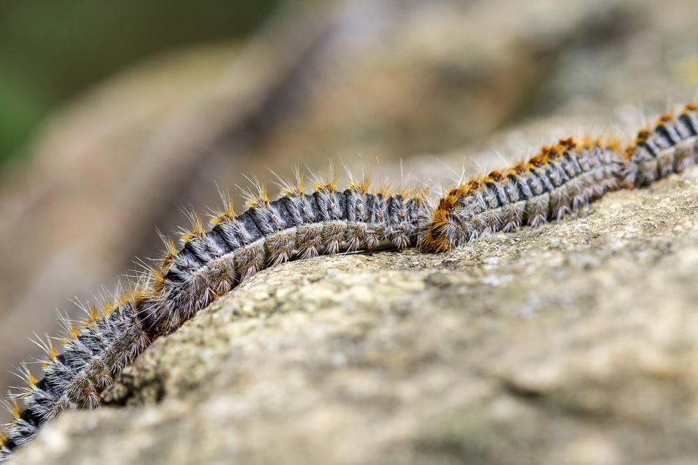 Poisonous Pine Processionary Caterpillar (Thaumetopoea pityocampa)