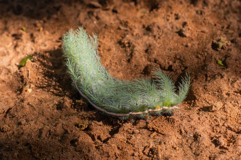 Poisonous Giant Silkworm Moth Caterpillar (Lonomia obliqua)