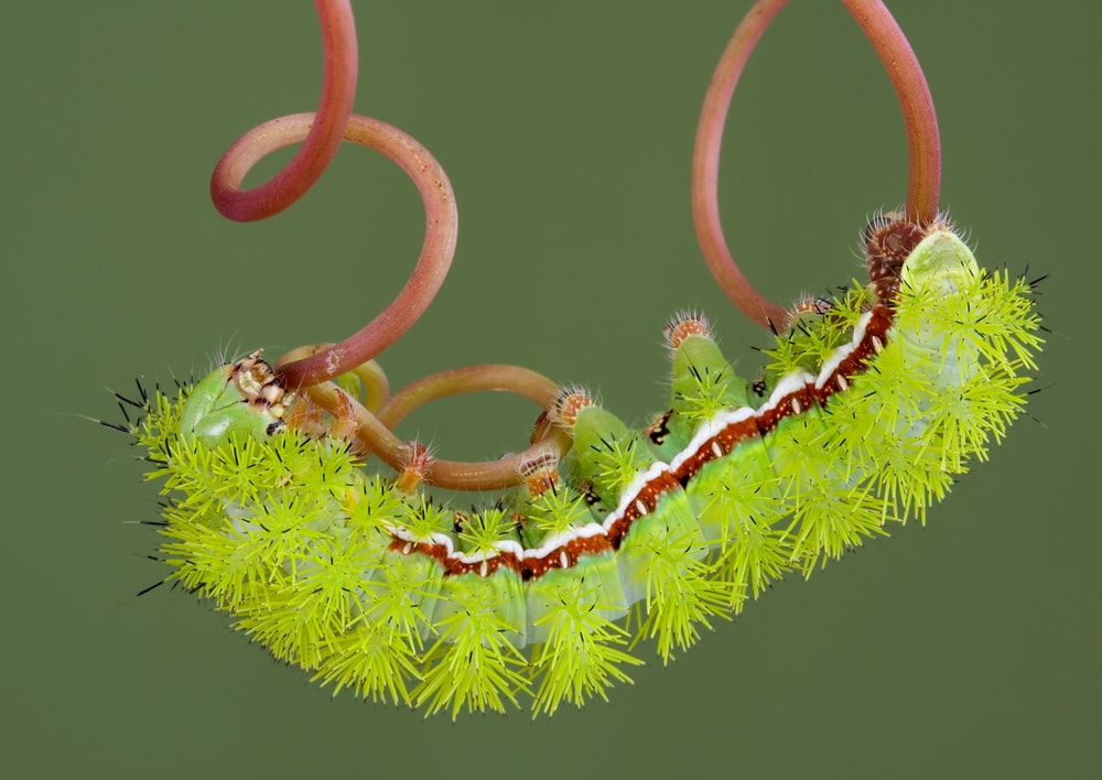 Poisonous Io Moth Caterpillar (Automeris io)