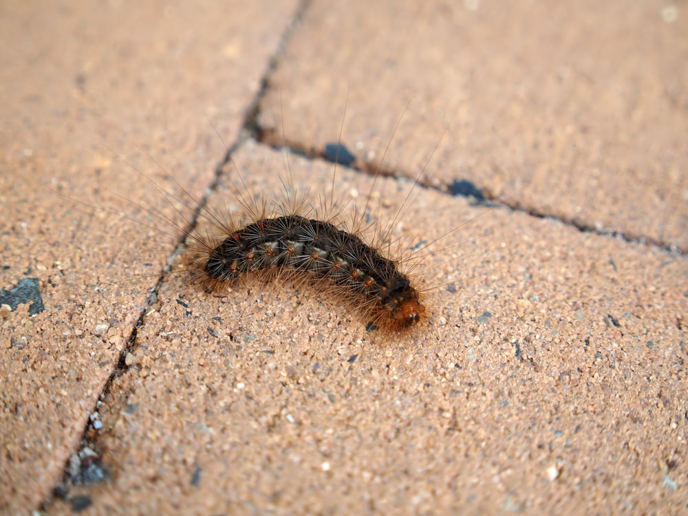 Poisonous White Cedar Moth Caterpillar (Leptocneria reducta)
