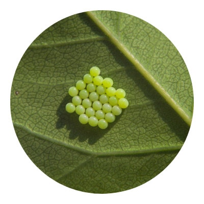 Caterpillar egg on a leaf