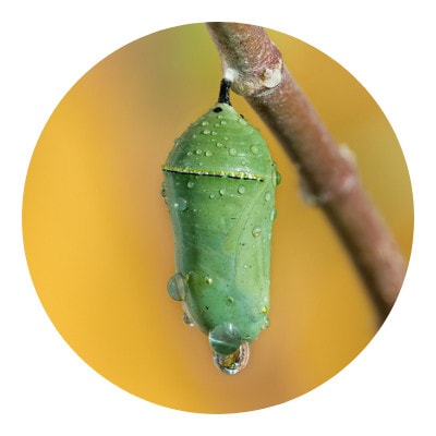 Caterpillar inside a cocoon