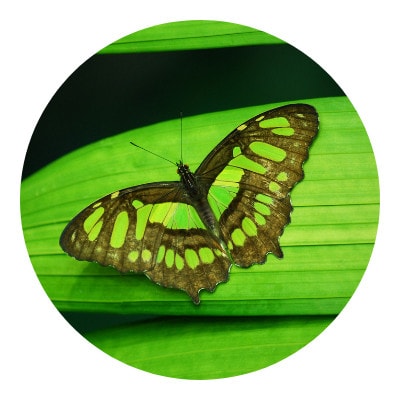 Caterpillar became an official butterfly