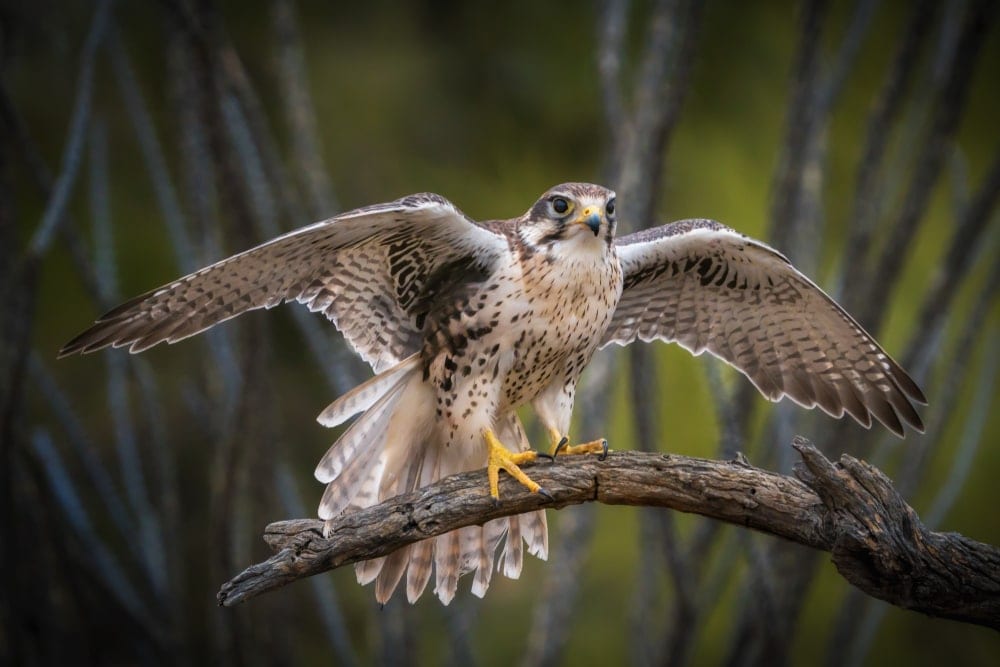 a Prairie Falcon species or Falco mexicanus with opened wings on a tree branch