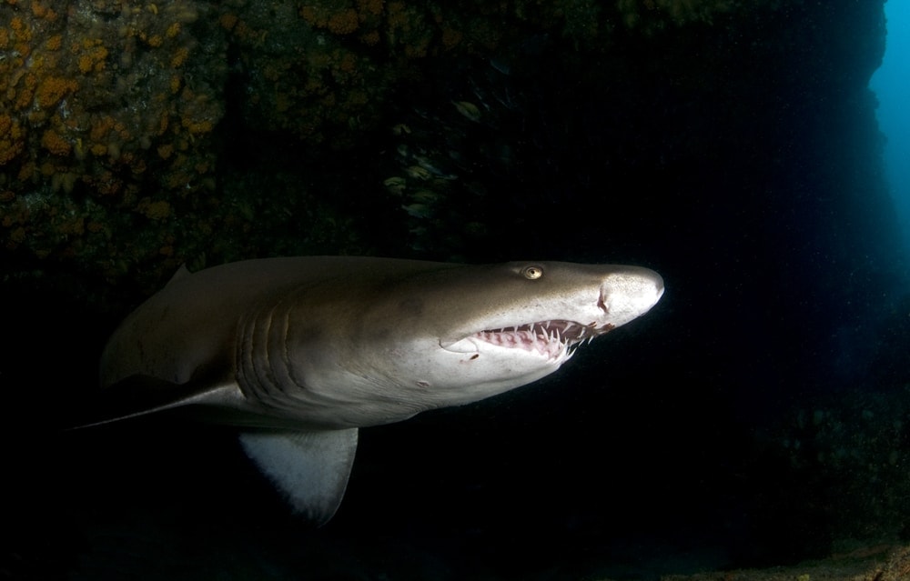 Sandtiger Shark under the dark ocean of Florida (Odontaspis taurus)