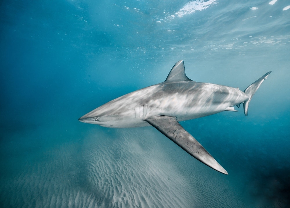 Dusky Shark swimming on Florida ocean with sunrays (Carcharhinus obscurus)