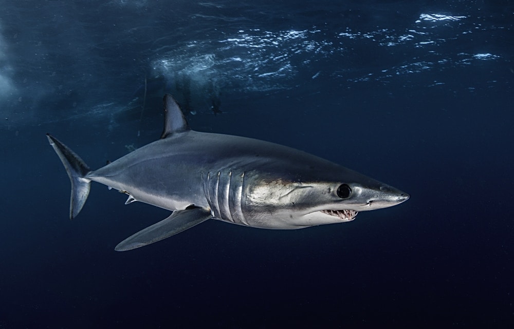 Mako Sharks swimming through the night ocean of Florida (Isurus oxyrinchus)