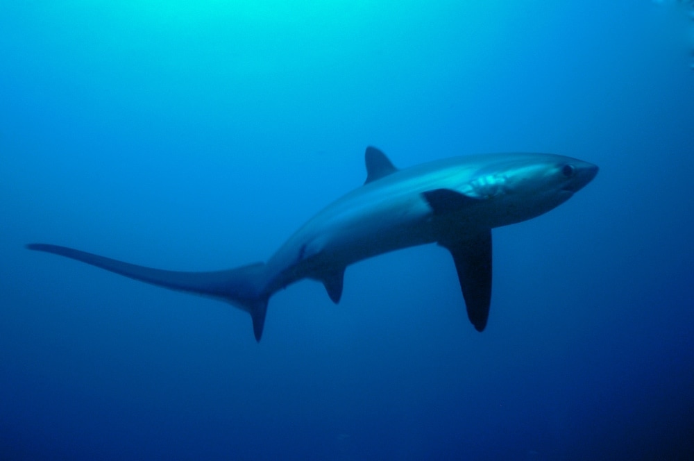 Thresher Sharks peaceful swimming its way on Florida ocean (Alopias)
