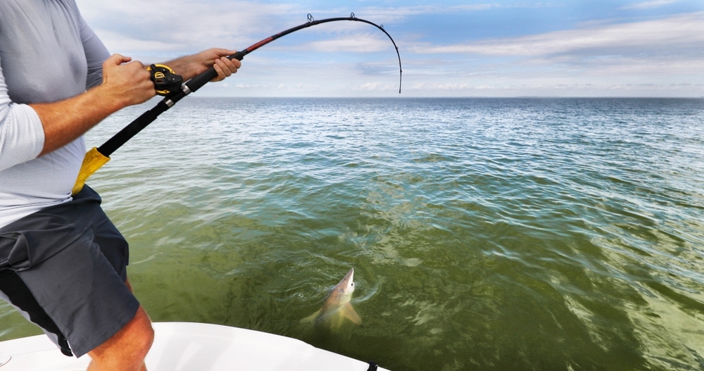 Man pulling shark from fishing