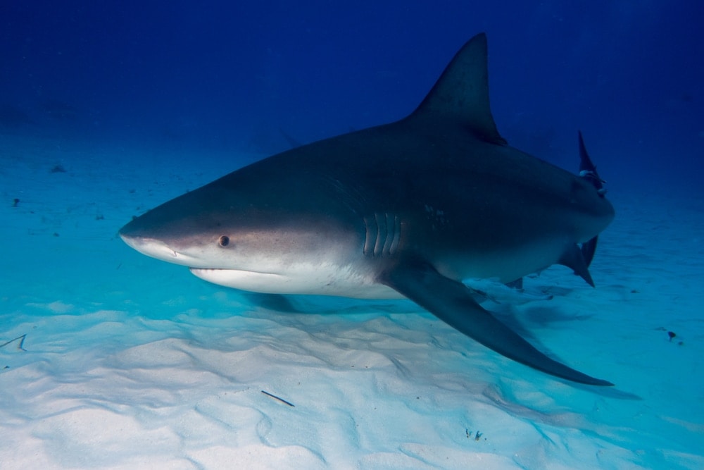 Bull Sharks in Florida (Carcharhinus leucas)