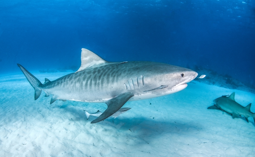 Three Tiger Sharks in Florida waters (Galeocerdo cuvier)