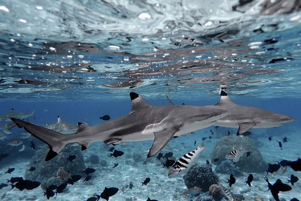 Blacktips swimming with small fishes in Florida sea (Carcharhinus limbatus)