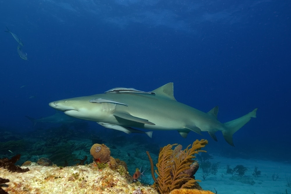 Lemon Shark on deep blue ocean of Florida (Negaprion brevirostris)