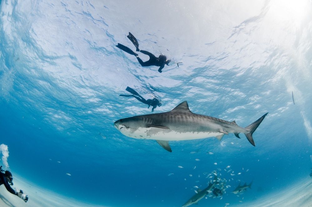 Scuba divers trying to picture a tiger shark in Hawaii