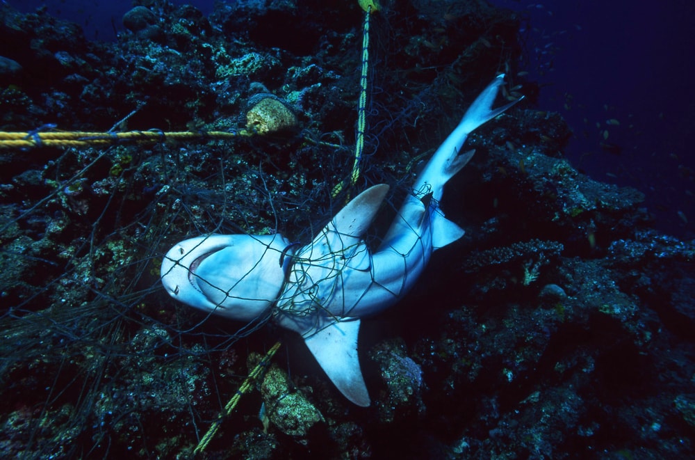 Sharks caught in a net in the ocean of Hawaii