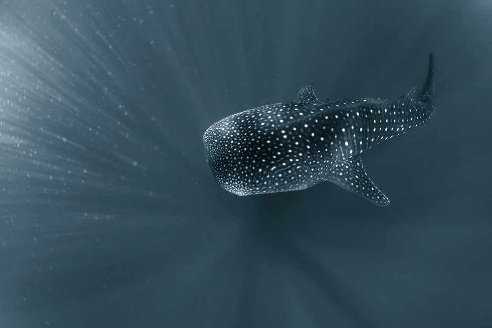 Shark diving into the spirit world in Hawaii