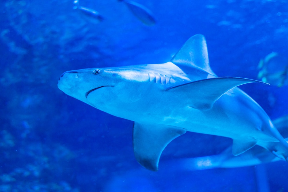 Sandbar Shark (Carcharhinus plumbeus) of Hawaii
