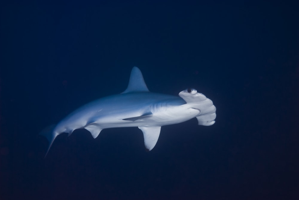 Scalloped Hammerhead Shark (Sphyrna lewini) of Hawaii