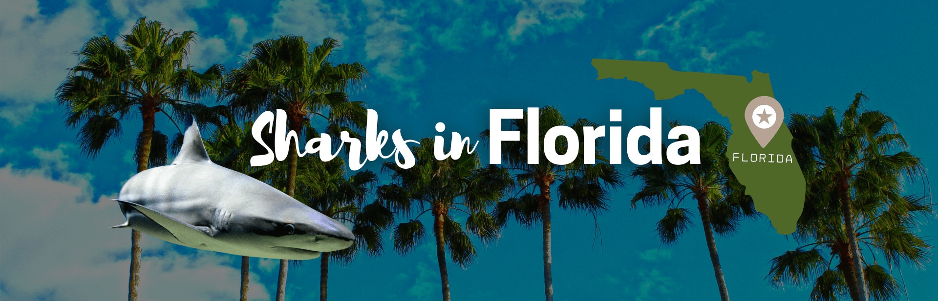 Sharks in florida featured photo