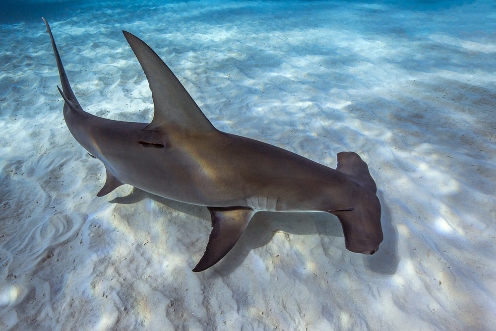 Hammerhead swimming in Florida water (Sphyrnidae)