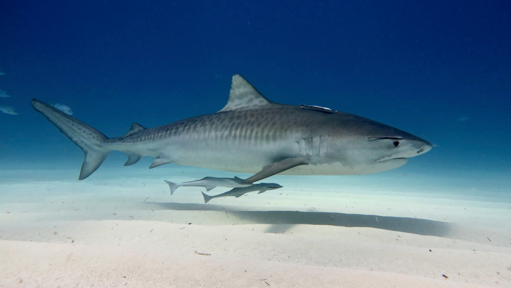 Tiger Shark (Galeocerdo cuvier) of Hawaii