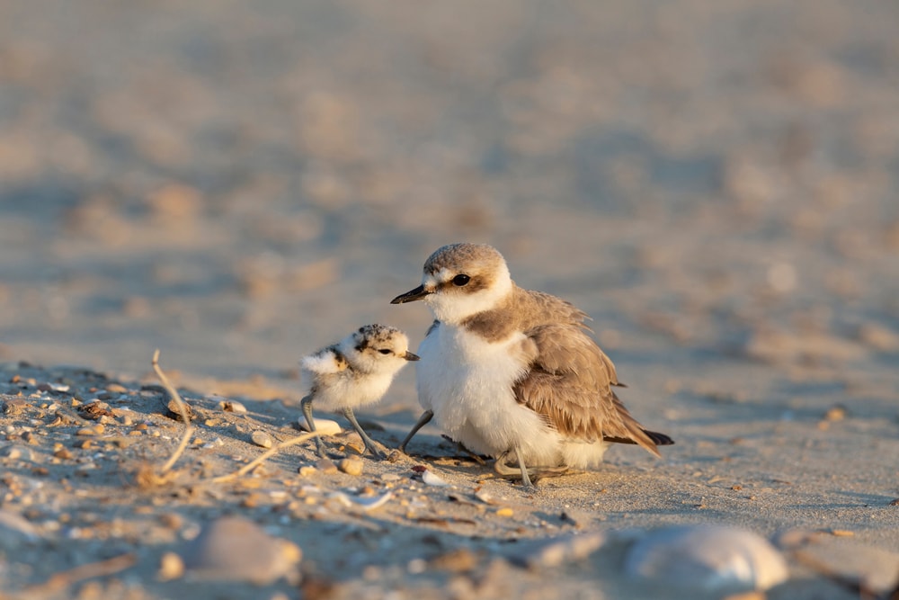 Plovers at the shore of Florida