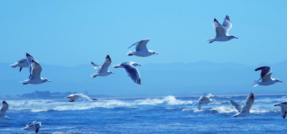 Seagulls flying over the ocean of Florida