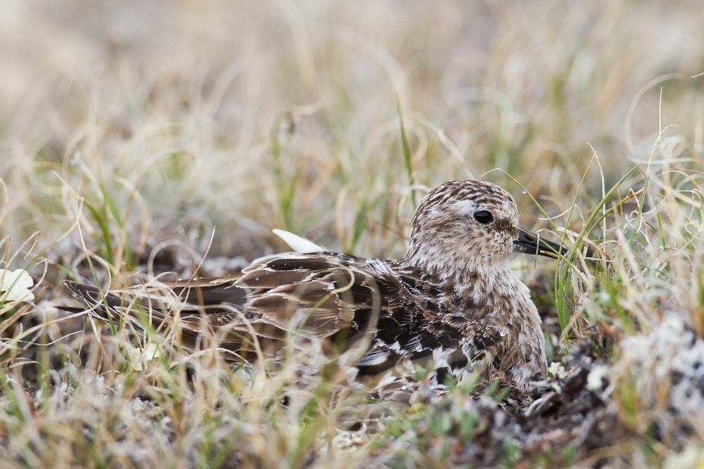 Shorebird sitting on her next