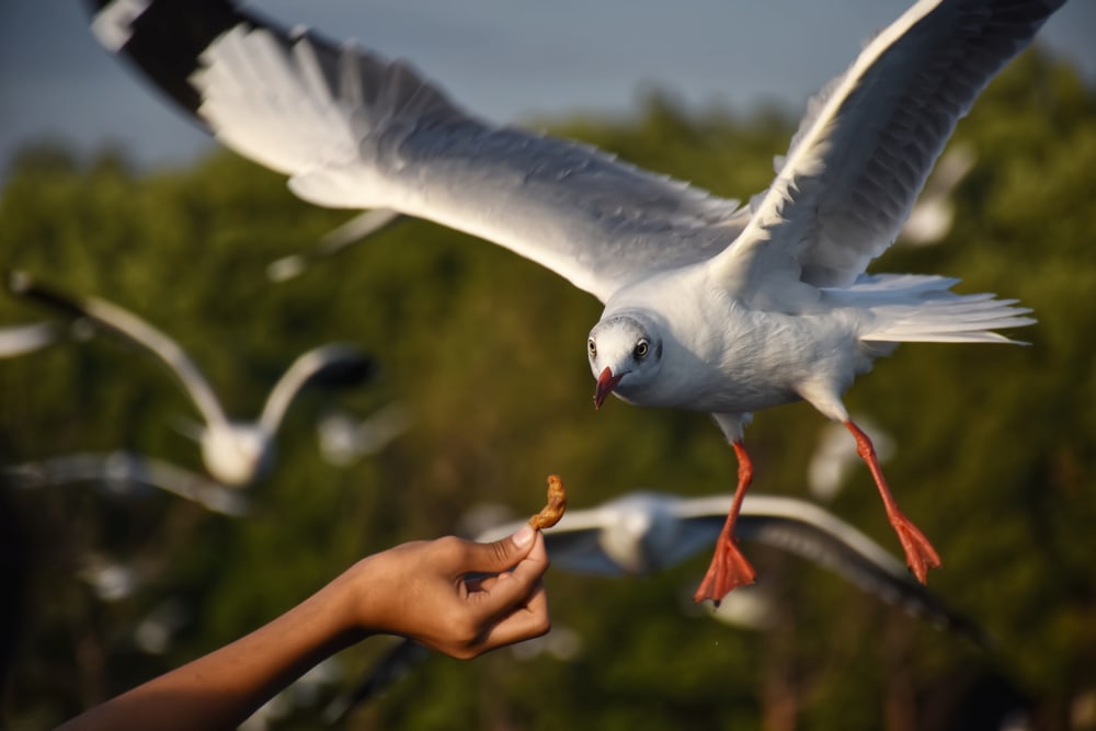 Human trying to feel a huge white bird
