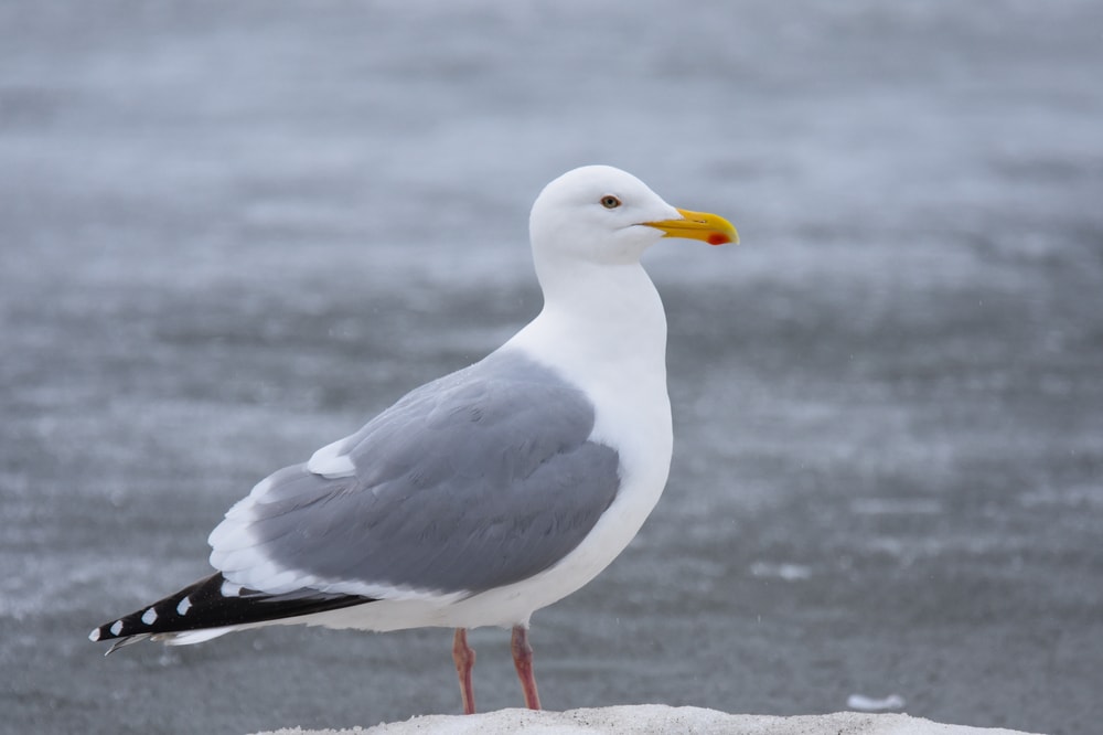 Herring Gulls standing on a shore in Florida