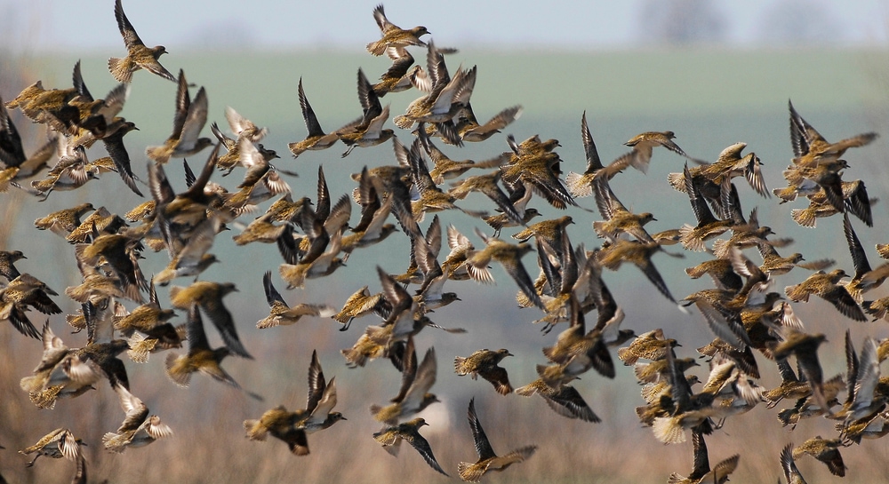 Shorebirds flying on the fields of Florida