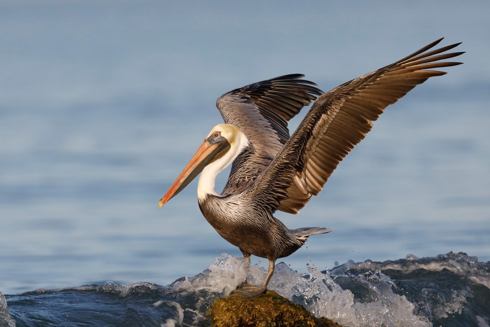Pelicans flexing its wings at the side beaches of Florida