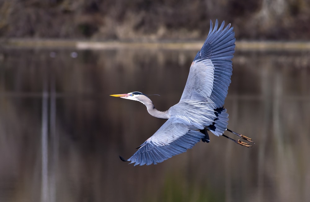 Great Blue Herons flying around the beaches of Florida