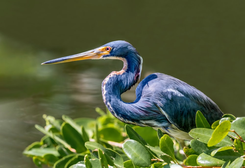 Other Herons standing on plants above river of Florida