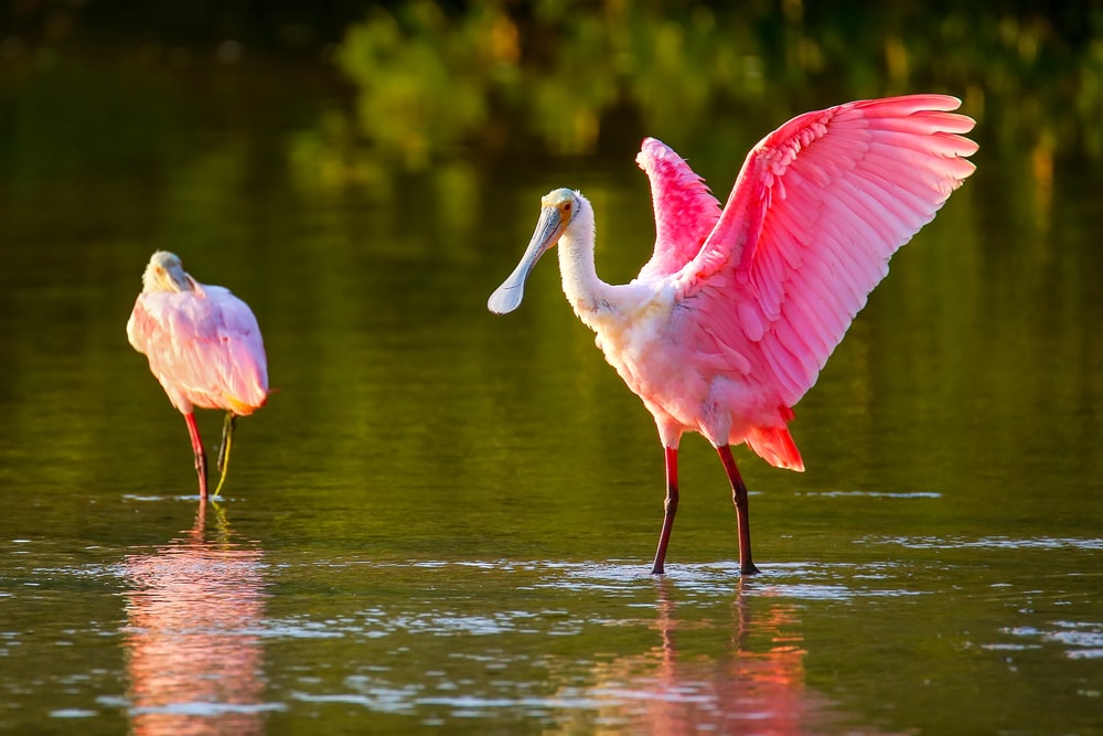 Roseate Spoonbills walking on river of Florida