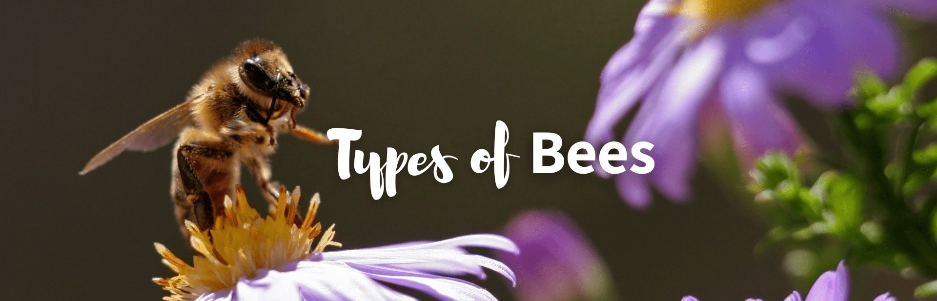 Types of bees featured image