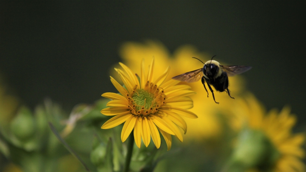 Bumble Bee (Tribe Bombini)