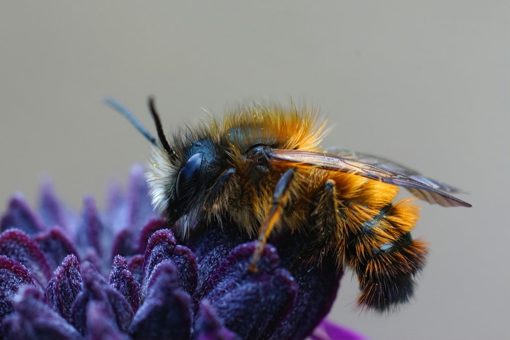 Mason Bee (Osmia)