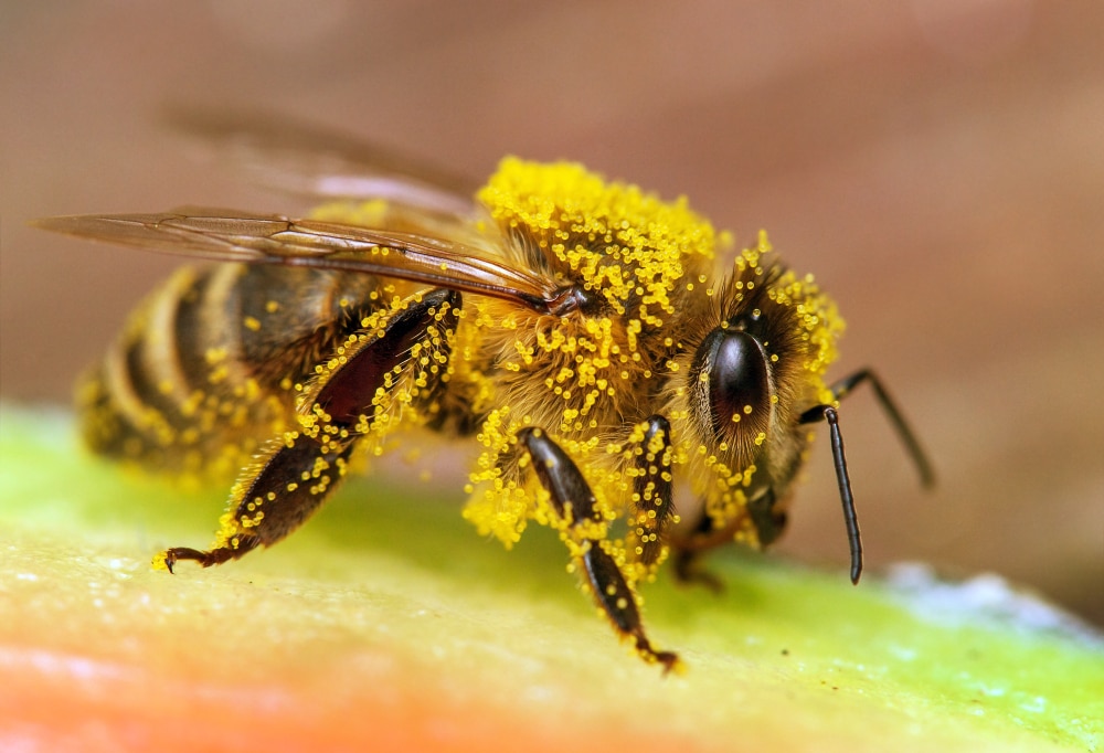 Western Honeybee (Apis mellifera)
