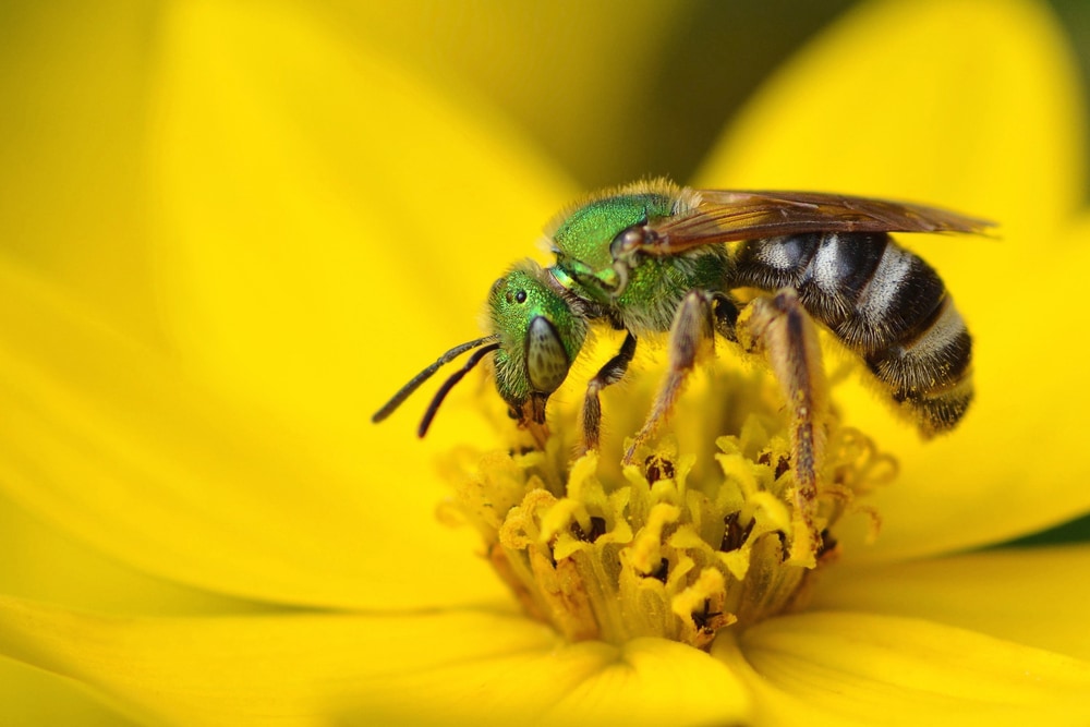 Sweat Bee (Halictidae)
