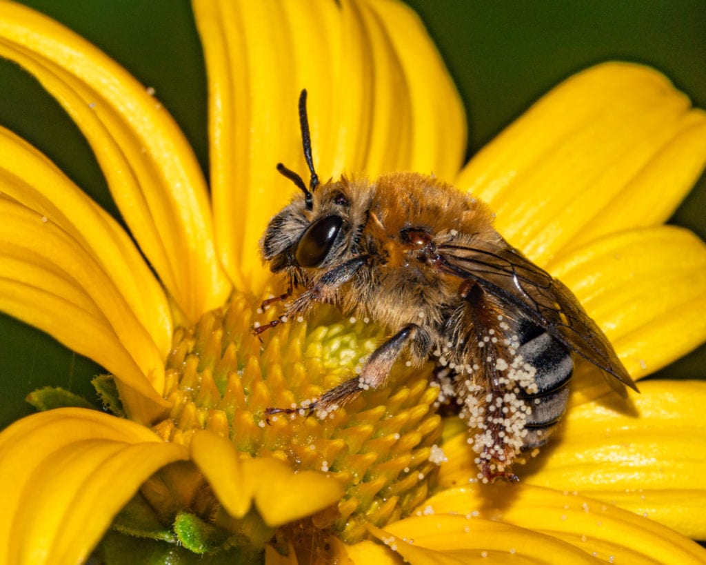 Squash Bee (Peponapis pruinosa)